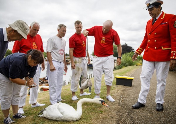UK swan
