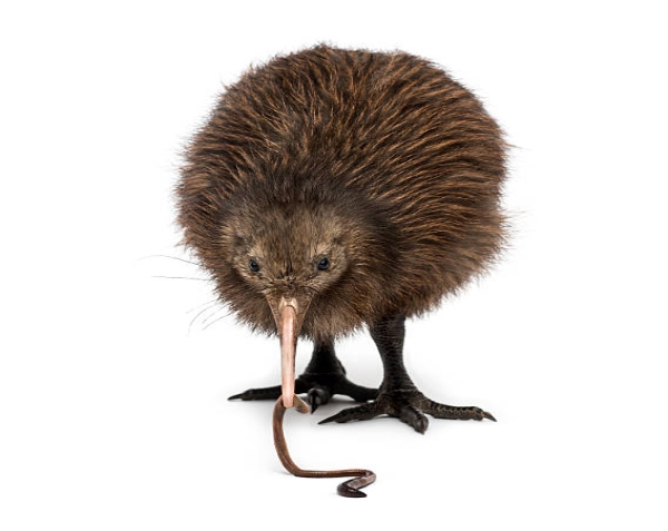 kiwi