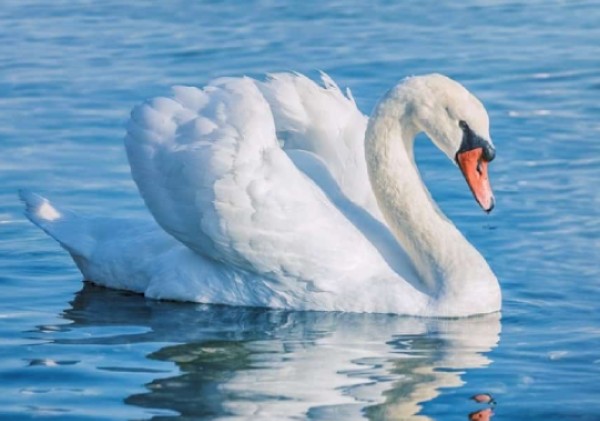swan china