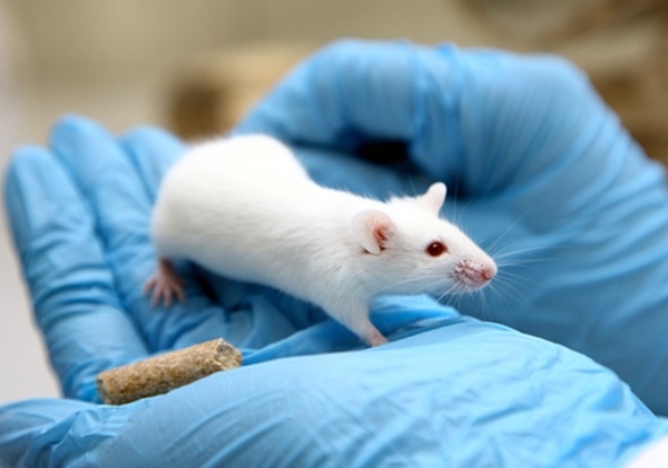 swiss rat